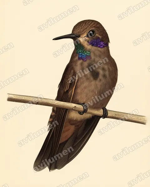 褐紫耳蜂鸟(Colibri delphinae)的古典图版插画