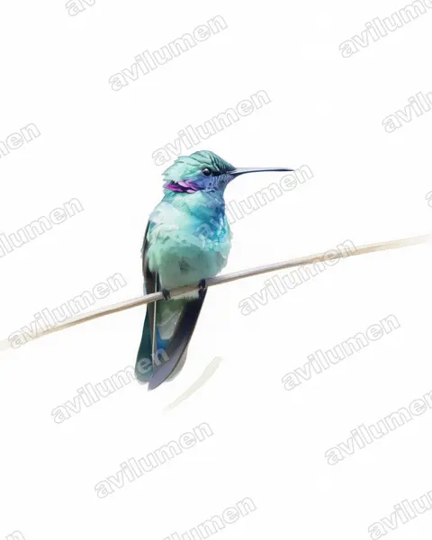 白腹紫耳蜂鸟（Colibri serrirostris）的水彩插画