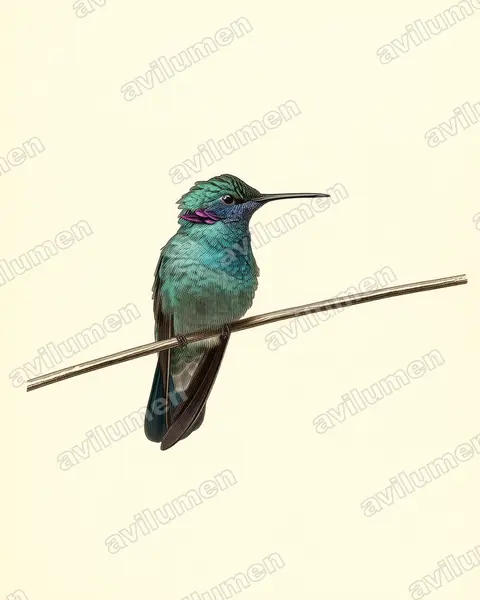 白腹紫耳蜂鸟（Colibri serrirostris）的古典图版插画
