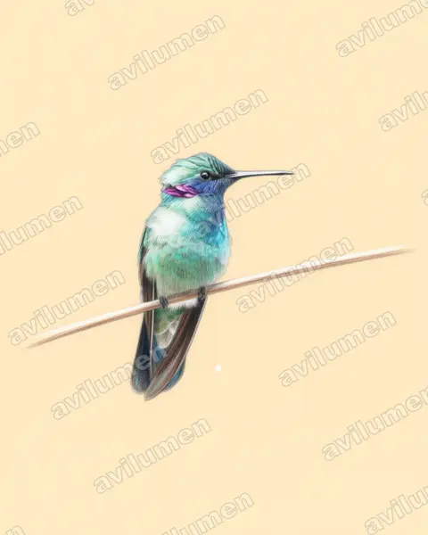 白腹紫耳蜂鸟（Colibri serrirostris）的彩色铅笔插画