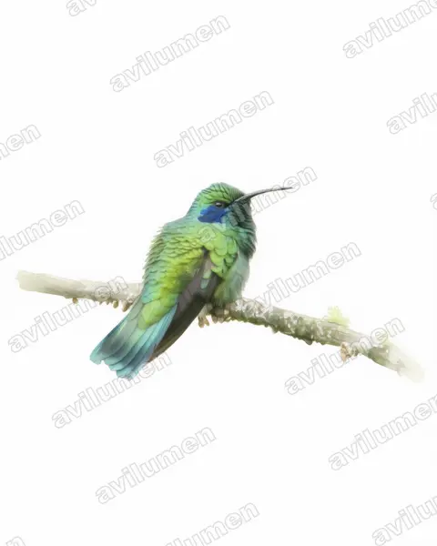 Watercolor illustration: Colibri thalassinus (Mexican violetear)