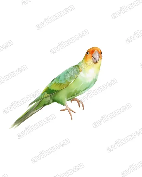 Illustration im Stil Aquarell: Karolinasittich (Conuropsis carolinensis)