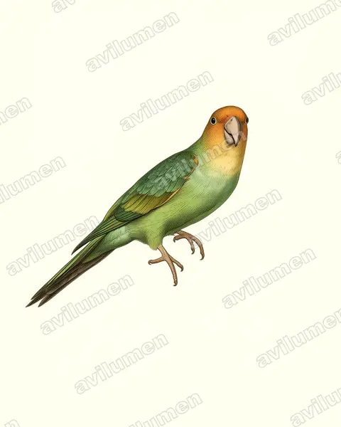 Illustration im Stil Historische Tafel: Karolinasittich (Conuropsis carolinensis)