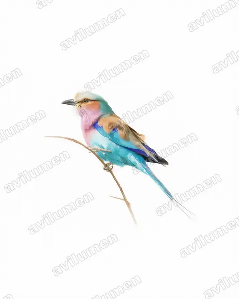 Illustration im Stil Aquarell: Gabelracke (Coracias caudatus)