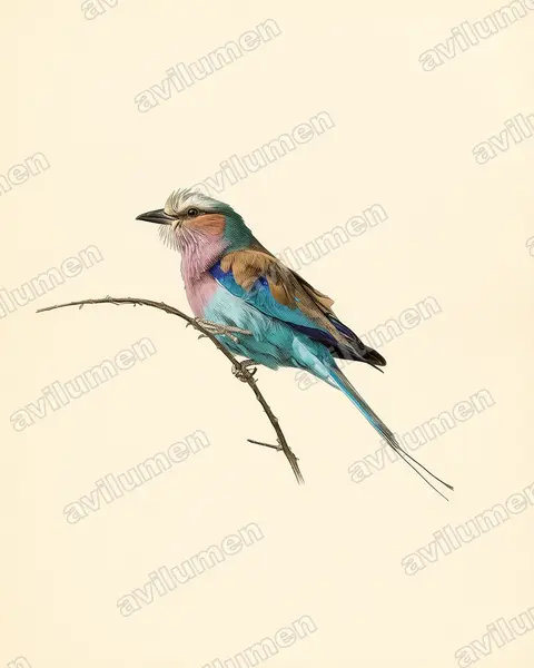 Illustration im Stil Historische Tafel: Gabelracke (Coracias caudatus)
