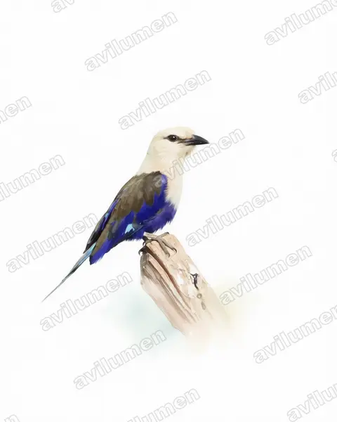 Illustration im Stil Aquarell: Opalracke (Coracias cyanogaster)