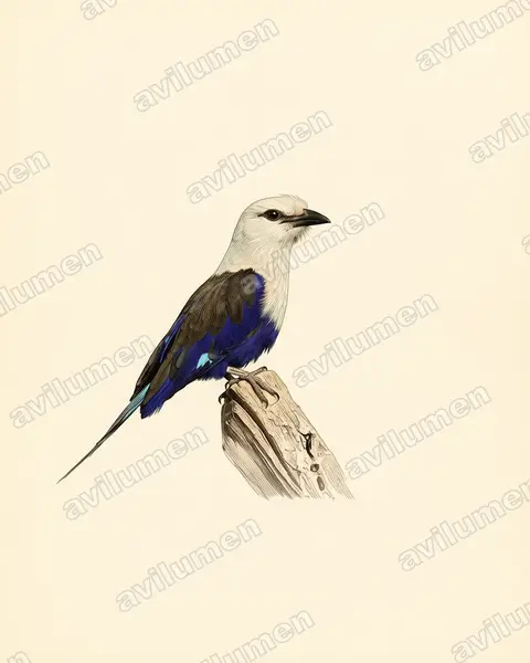 Illustration im Stil Historische Tafel: Opalracke (Coracias cyanogaster)