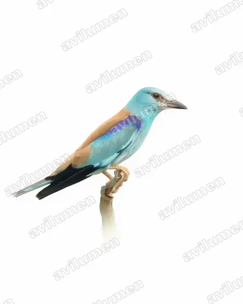 Illustration Aquarelle : Coracias garrulus (Rollier d'Europe)