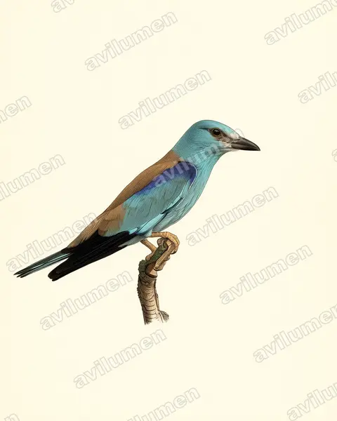 Illustration Planche ancienne : Coracias garrulus (Rollier d'Europe)
