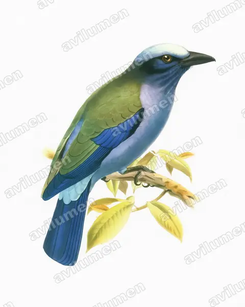 Purple-winged Roller(Coracias temminckii)的水彩插画