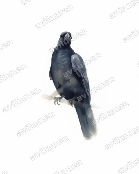 Watercolor illustration: Coracopsis barklyi (Seychelles black parrot)