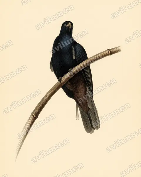 Vintage plate illustration: Coracopsis barklyi (Seychelles black parrot)