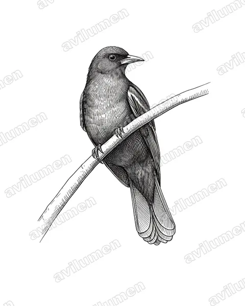 Ink illustration: Coracopsis barklyi (Seychelles black parrot)