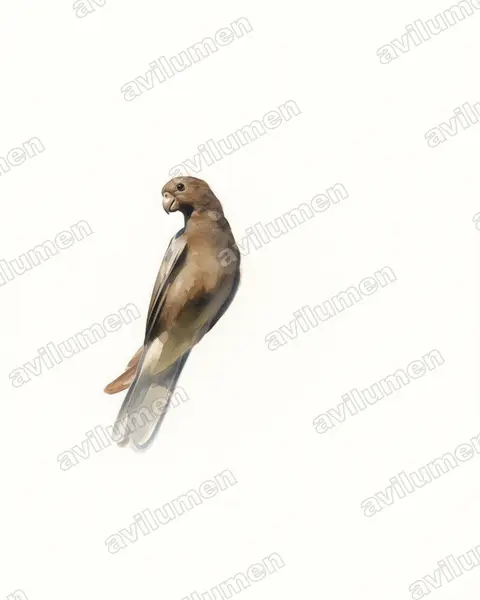 Illustration Aquarelle : Coracopsis nigra (Perroquet noir)
