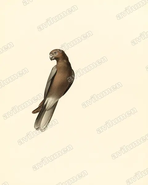 Illustration Planche ancienne : Coracopsis nigra (Perroquet noir)