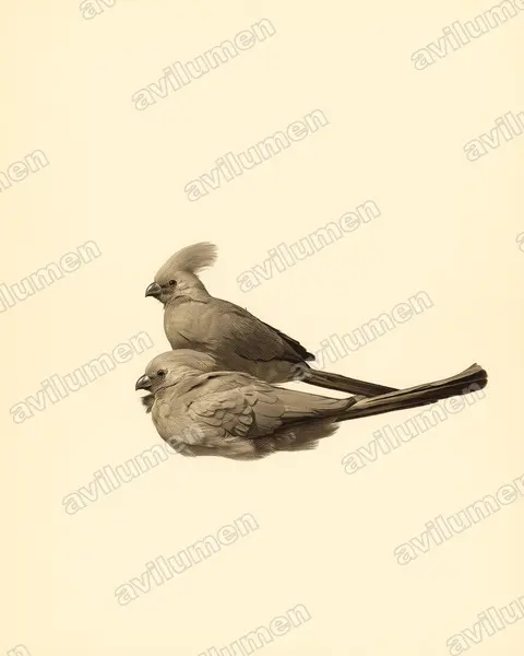 Ilustración en Lámina antigua: Corythaixoides concolor (Turaco unicolor)