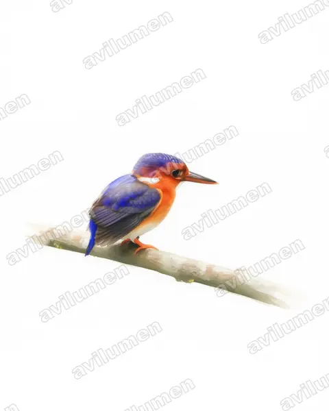 Illustration Aquarelle : Corythornis leucogaster (Martin-pêcheur à ventre blanc)