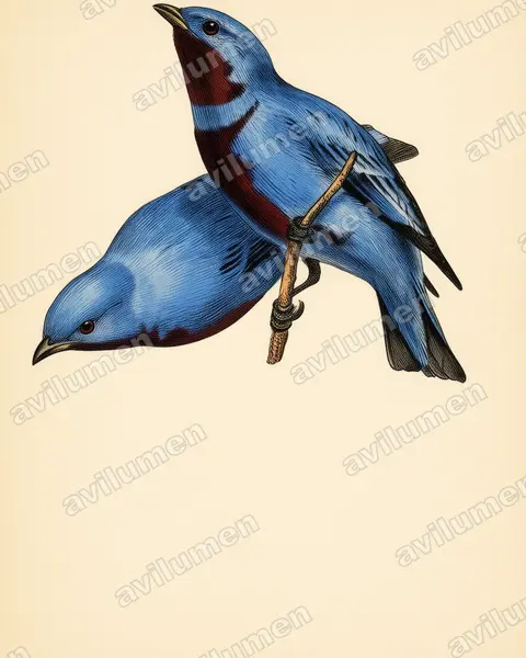 Illustration im Stil Historische Tafel: Lovely Cotinga (Cotinga amabilis)