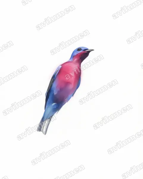 Ilustración en Acuarela: Cotinga cotinga (Cotinga pechimorado​)