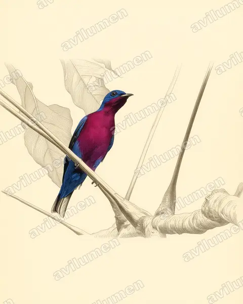 Ilustración en Lámina antigua: Cotinga cotinga (Cotinga pechimorado​)