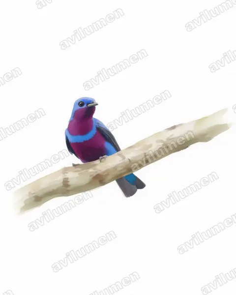 Illustration Aquarelle : Cotinga maculata (Banded Cotinga)