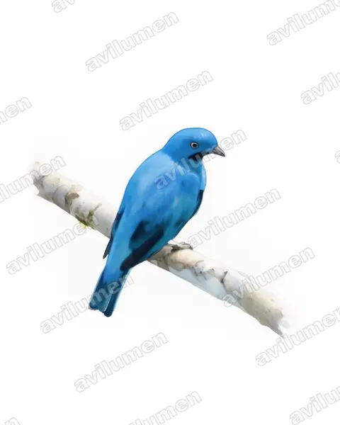 Ilustración en Acuarela: Cotinga maynana (Cotinga mayna​)