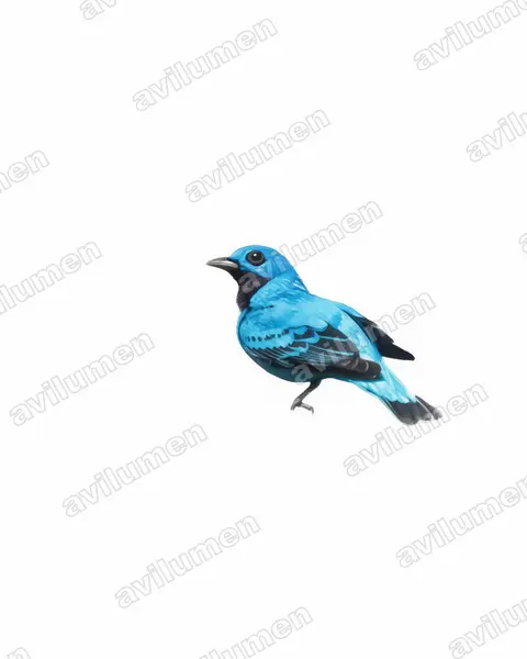 Illustration im Stil Aquarell: Nördliche Prachtkotinga (Cotinga nattererii)