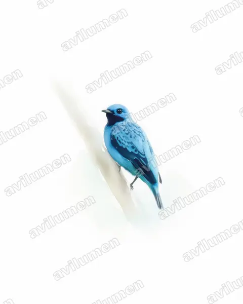 Illustration im Stil Aquarell: Turquoise Cotinga (Cotinga ridgwayi)