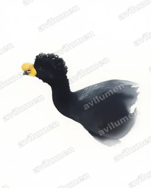 黃瘤鳳冠雉（Crax daubentoni）的水彩插画