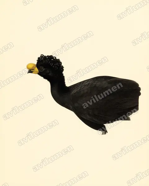 黃瘤鳳冠雉（Crax daubentoni）的古典图版插画