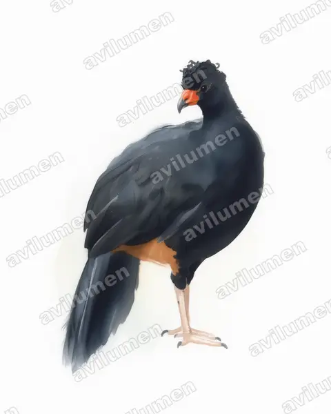 Illustration Aquarelle : Crax globulosa (Hocco globuleux)