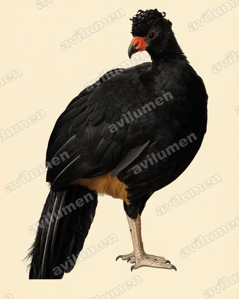 Illustration Planche ancienne : Crax globulosa (Hocco globuleux)