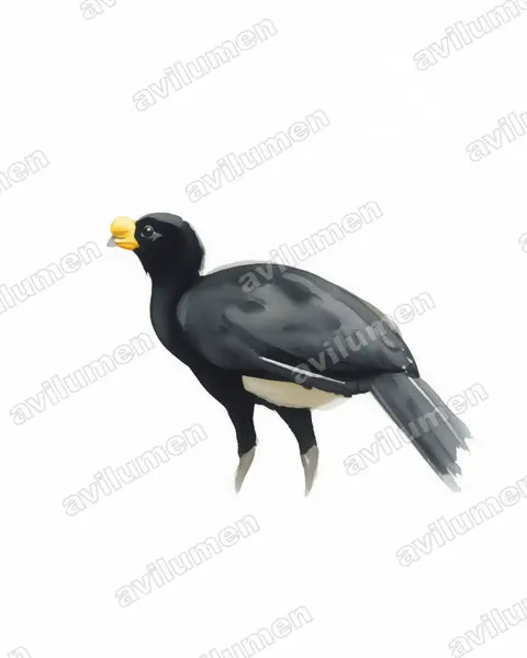 Watercolor illustration: Crax rubra (Great Curassow)