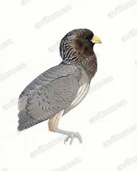 Ilustración en Acuarela: Crinifer zonurus (Turaco gris oriental)