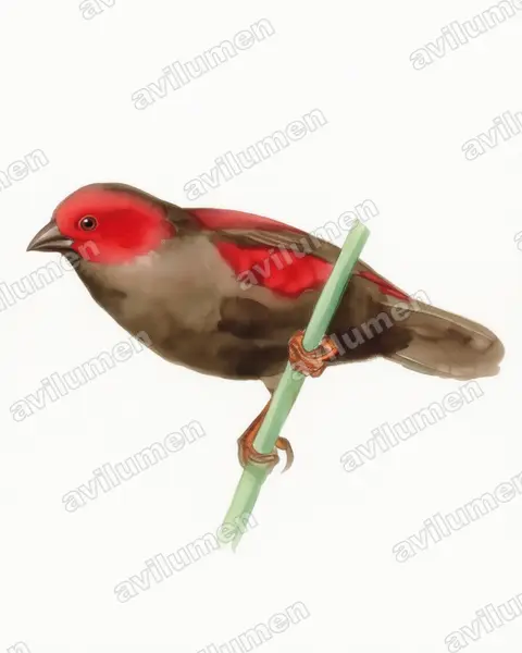 Watercolor illustration: Cryptospiza jacksoni (Dusky crimsonwing)
