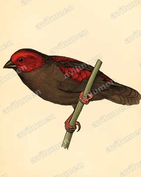 Vintage plate illustration: Cryptospiza jacksoni (Dusky crimsonwing)