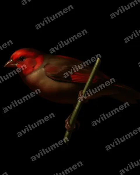 Oil illustration: Cryptospiza jacksoni (Dusky crimsonwing)