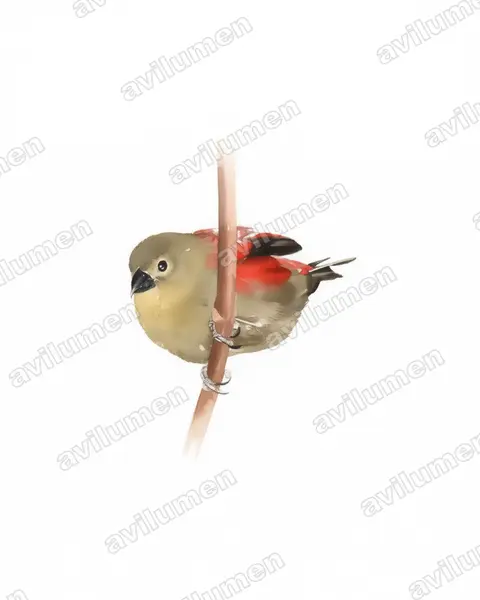 Ilustración en Acuarela: Cryptospiza reichenovii (Estrilda de Reichenow)