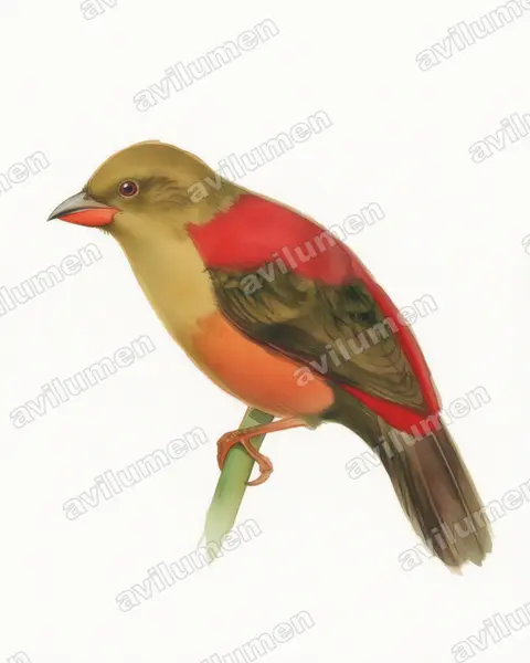 Illustration im Stil Aquarell: Rotmantelastrild (Cryptospiza shelleyi)