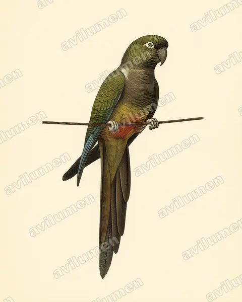 Illustration Planche ancienne : Cyanoliseus patagonus (Conure de Patagonie)