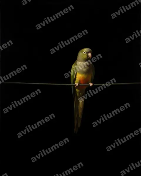 Illustration Huile : Cyanoliseus patagonus (Conure de Patagonie)