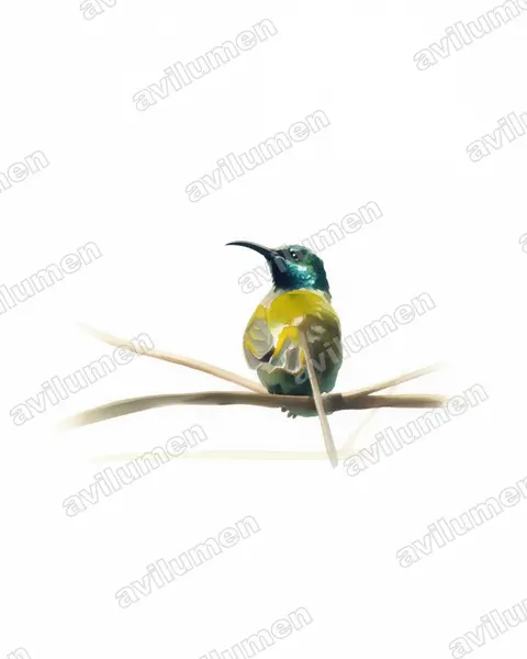 Blue-headed Sunbird(Cyanomitra alinae)的水彩插画