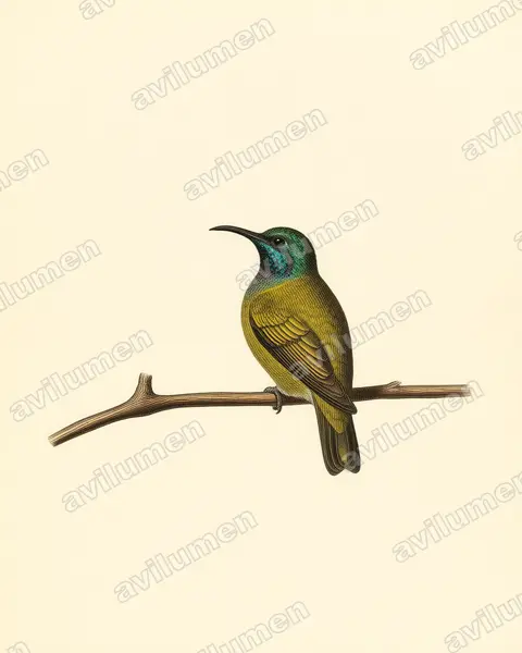 Blue-headed Sunbird(Cyanomitra alinae)的古典图版插画