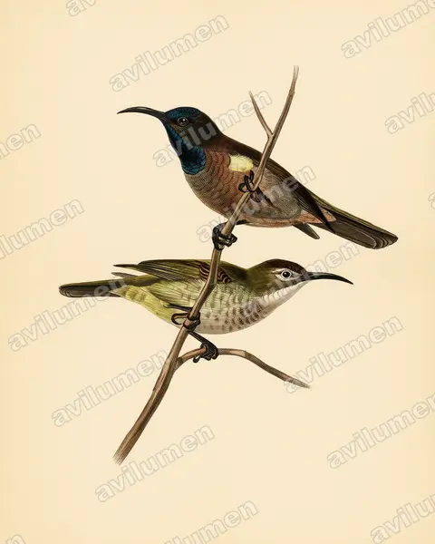 Illustration im Stil Historische Tafel: Blue-throated Brown Sunbird (Cyanomitra cyanolaema)