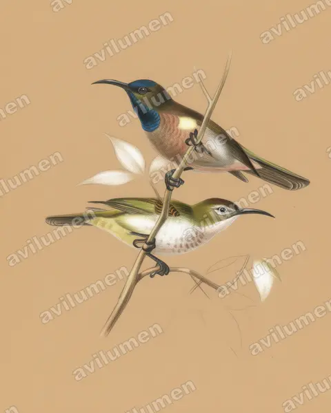 Illustration im Stil Buntstift: Blue-throated Brown Sunbird (Cyanomitra cyanolaema)