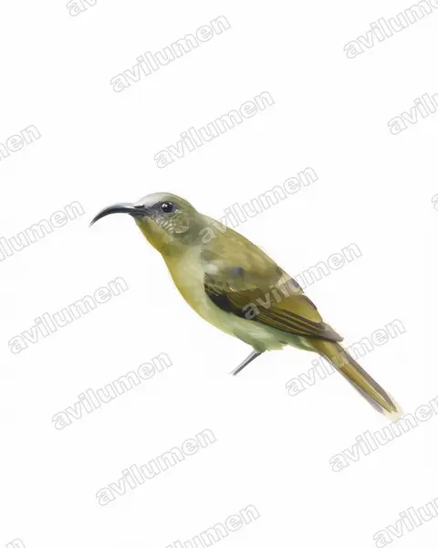 Ilustración en Acuarela: Cyanomitra olivacea (Suimanga oliváceo)