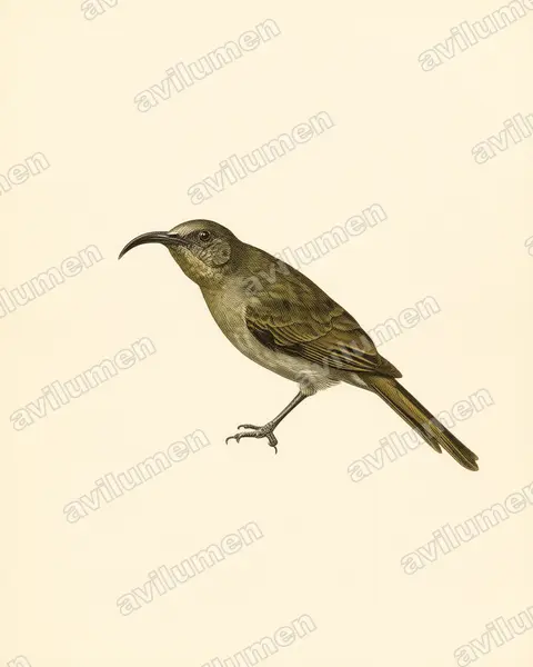 Ilustración en Lámina antigua: Cyanomitra olivacea (Suimanga oliváceo)