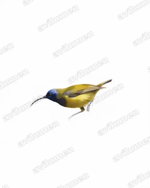 Illustration im Stil Aquarell: Cameroon Sunbird (Cyanomitra oritis)