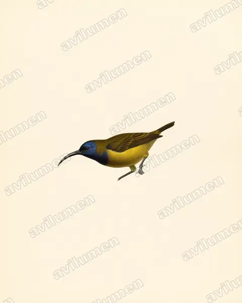 Illustration im Stil Historische Tafel: Cameroon Sunbird (Cyanomitra oritis)