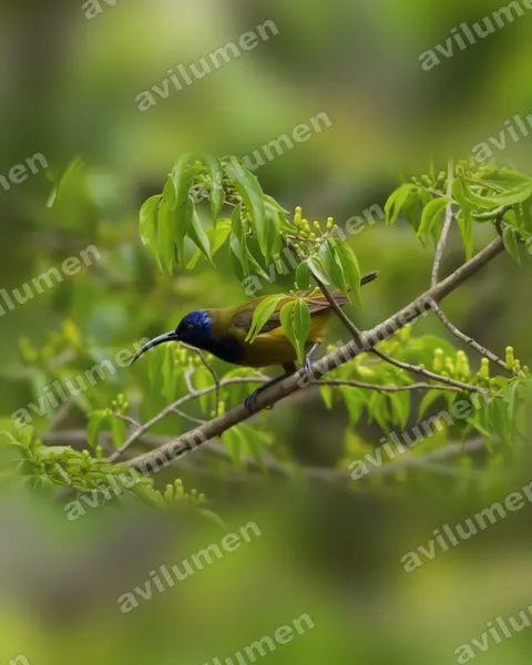 Illustration im Stil Realistisch: Cameroon Sunbird (Cyanomitra oritis)